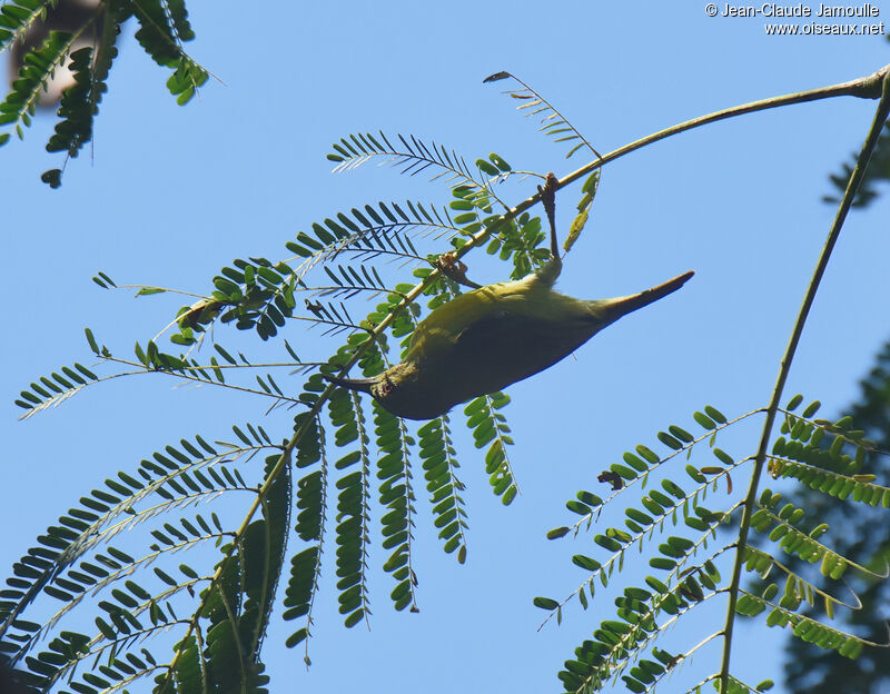 Ornate Sunbird female adult