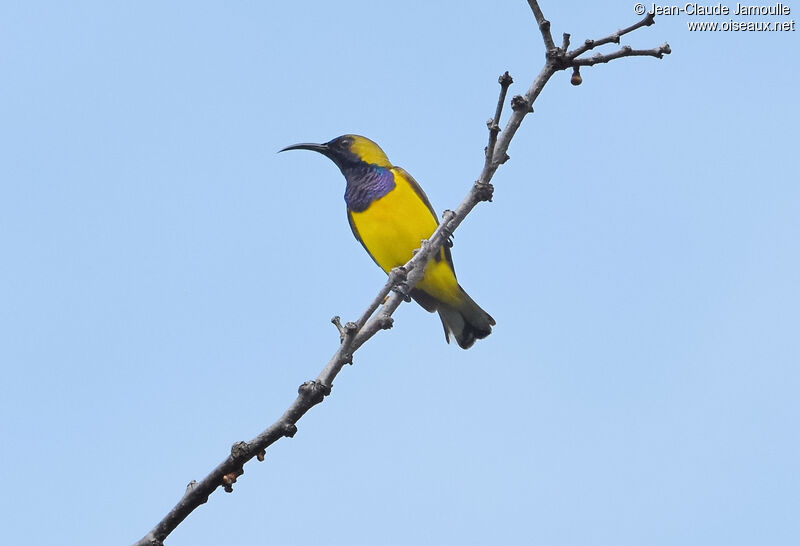 Ornate Sunbird male