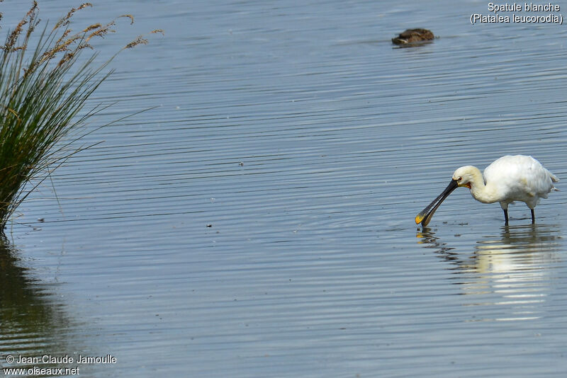 Eurasian Spoonbilladult, feeding habits