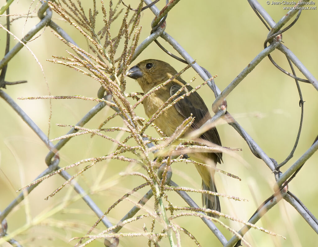 Sporophile à ventre jaune femelle adulte, régime, mange