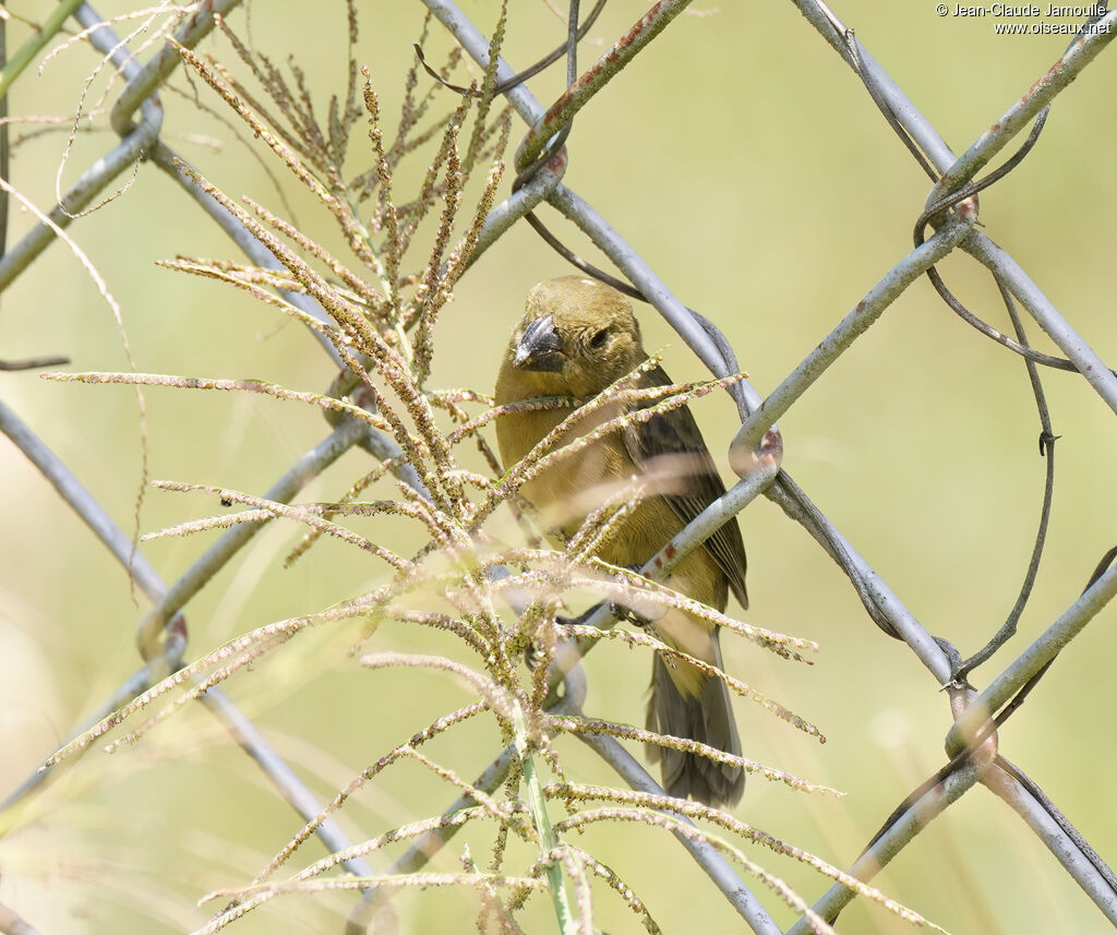 Sporophile à ventre jaune femelle adulte, régime, mange