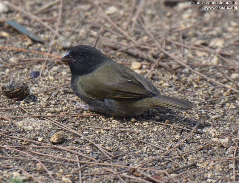 Black-faced Grassquit male adult, feeding habits, eats