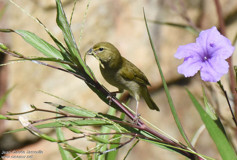 Yellow-faced Grassquit female adult, pigmentation, feeding habits, eats