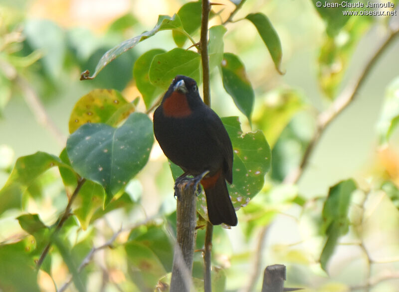 Sporophile rougegorge mâle adulte