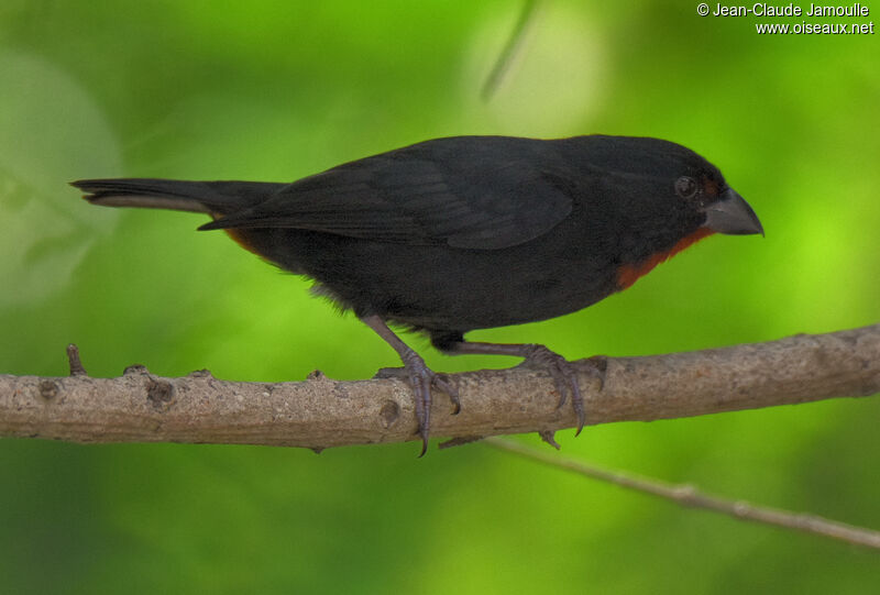 Lesser Antillean Bullfinch male adult