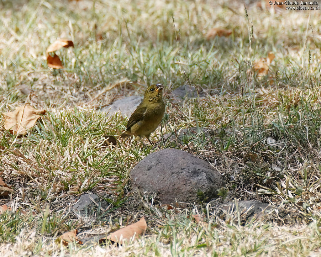 Sporophile variable femelle