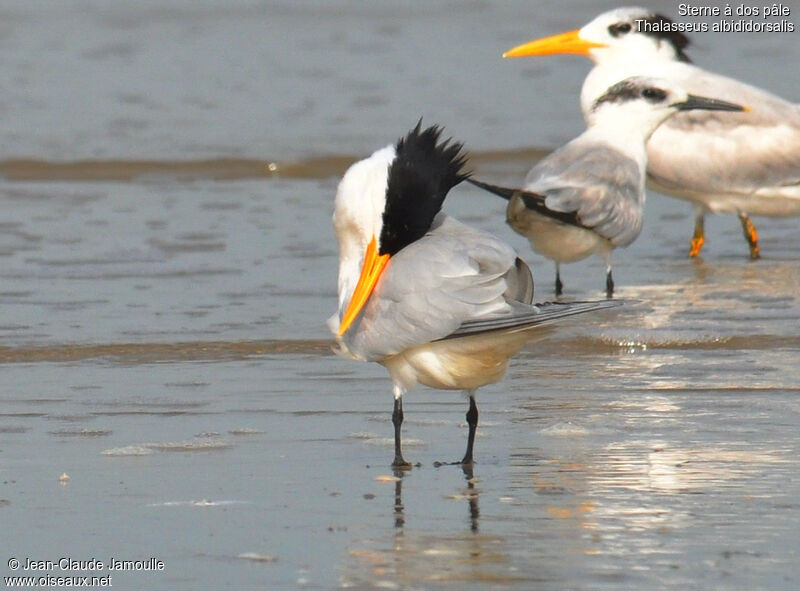 West African Crested Ternadult, Behaviour