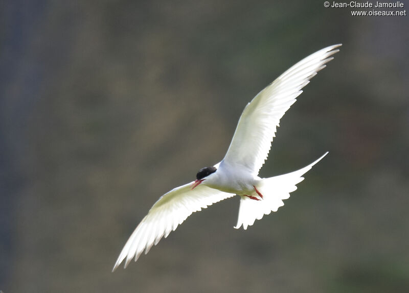 Arctic Tern