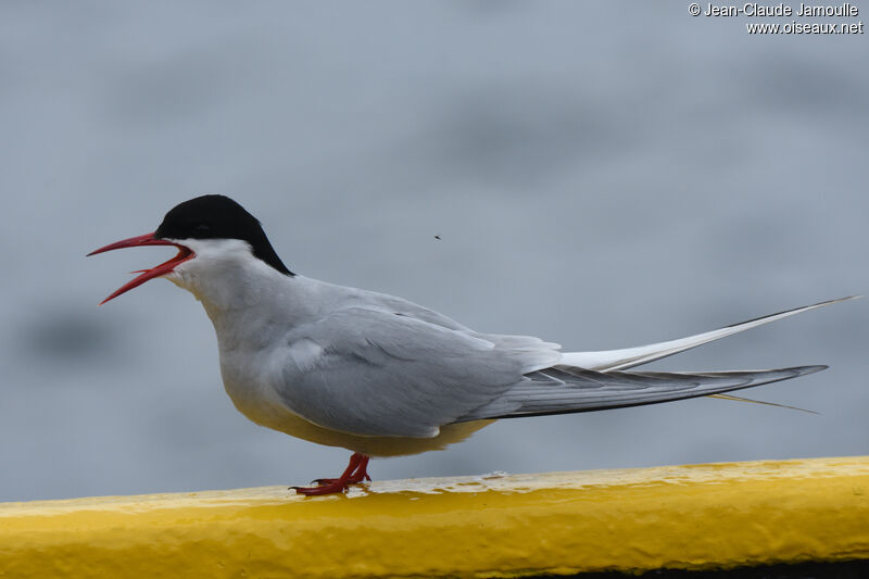 Arctic Tern