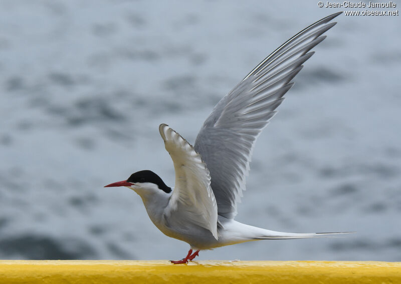 Arctic Tern