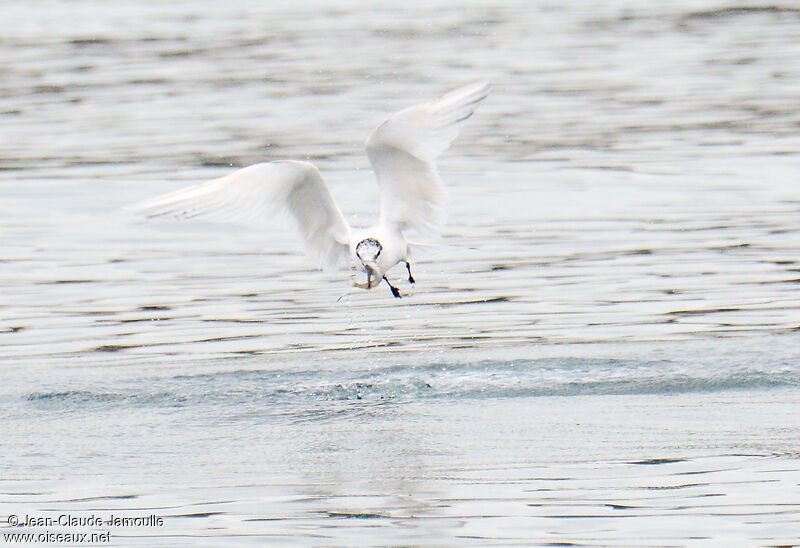 Sandwich Tern, feeding habits