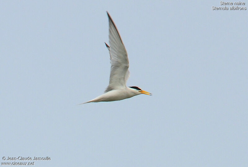 Little Tern, Flight