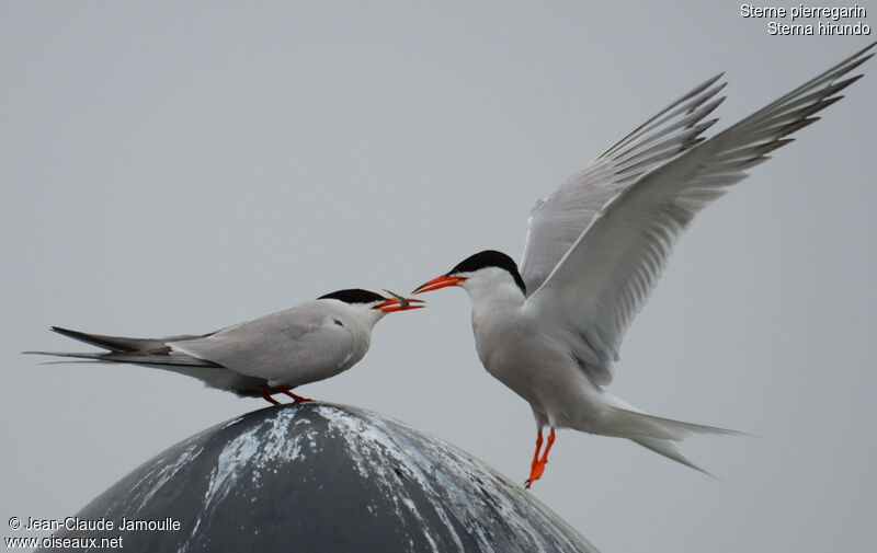 Common Ternadult, feeding habits, Behaviour