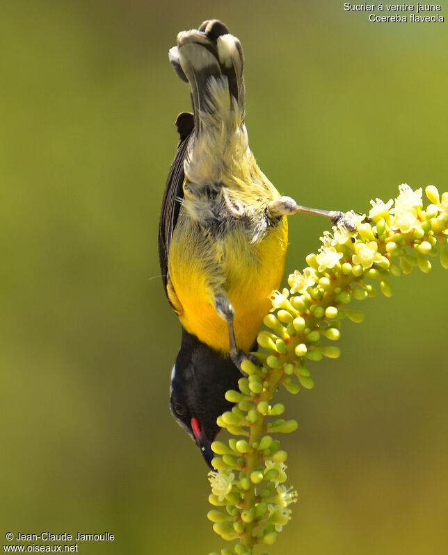 Bananaquit, feeding habits