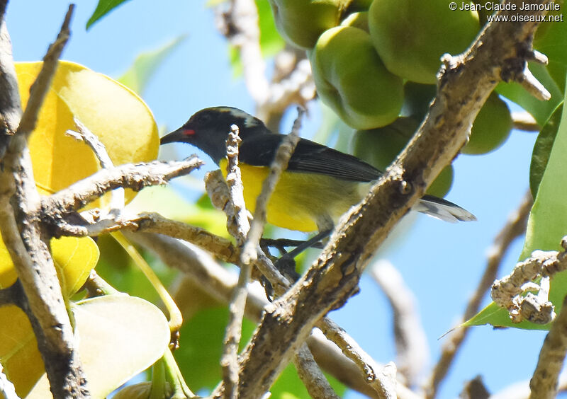 Bananaquitimmature