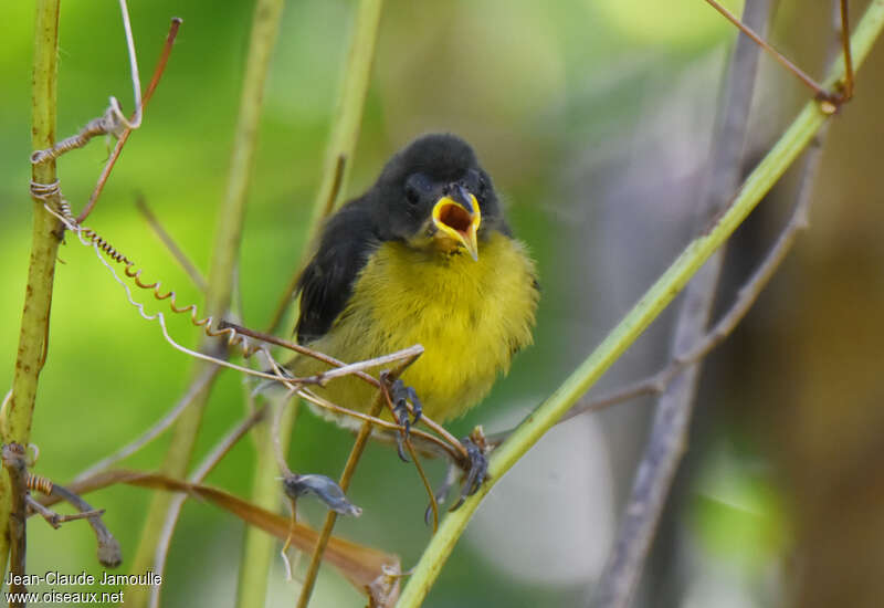 BananaquitPoussin, identification, Behaviour