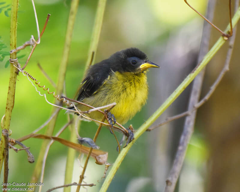 Bananaquitjuvenile, identification