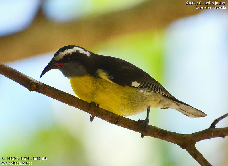 Bananaquit