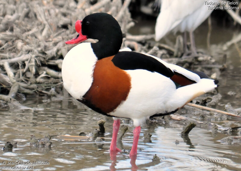 Common Shelduck male