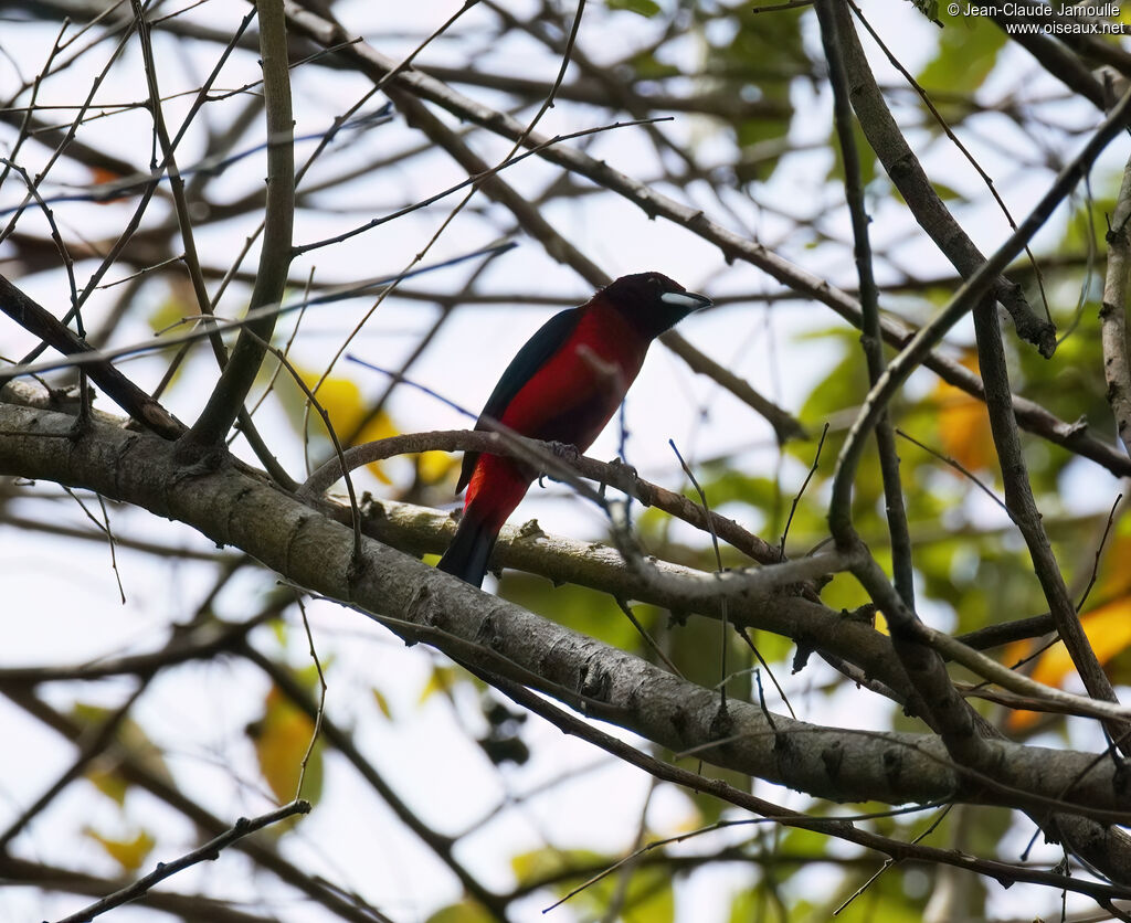 Crimson-backed Tanager