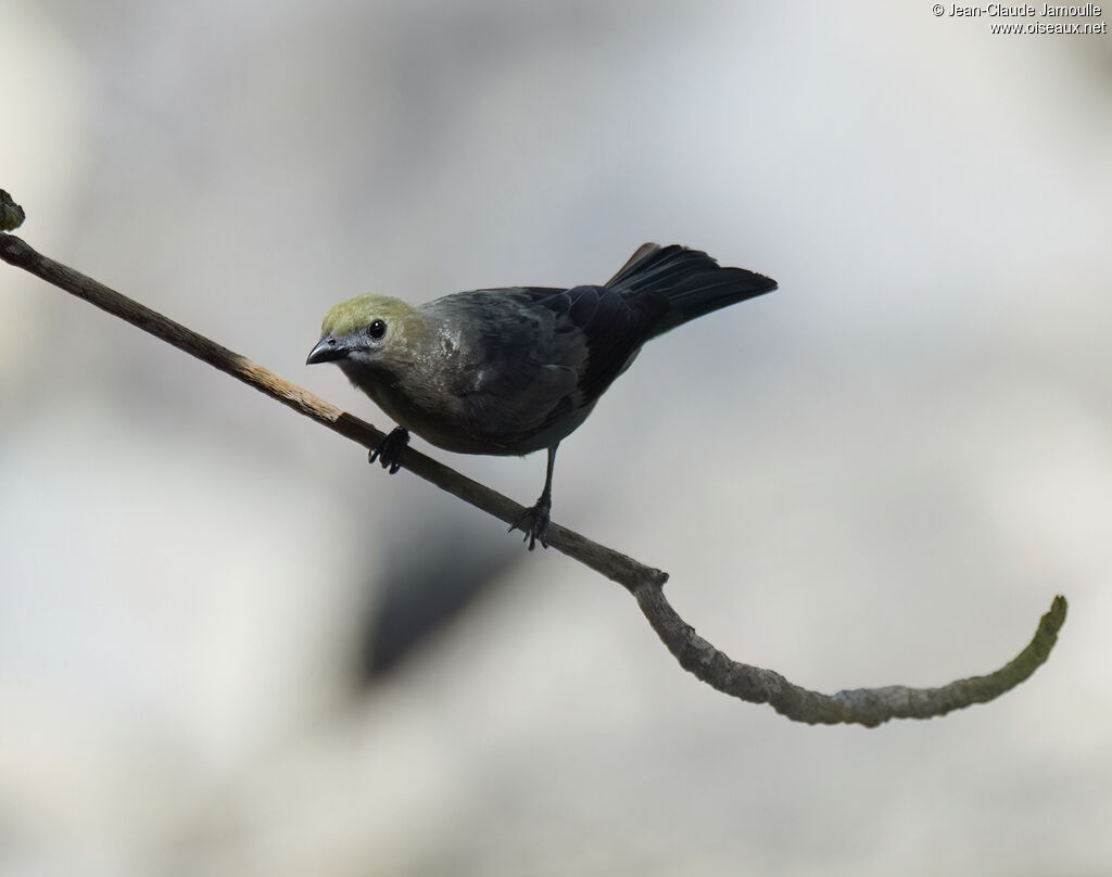 Tangara des palmiersadulte