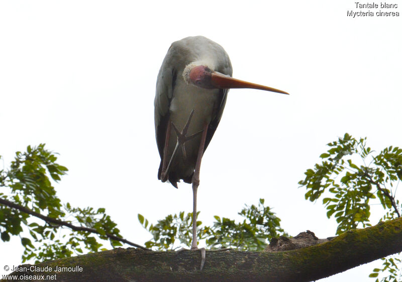 Milky Stork, Behaviour