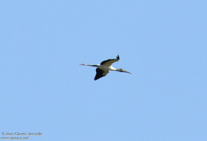 Wood Stork, Flight