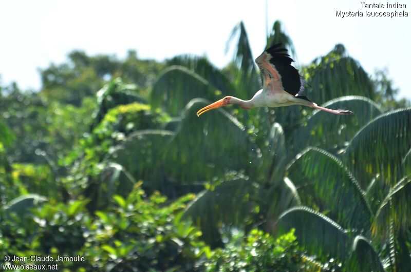 Painted Storkjuvenile, Flight