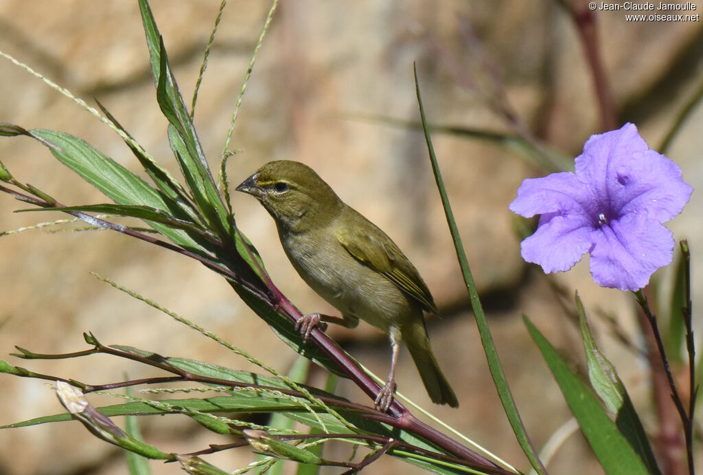 Yellow-faced Grassquit