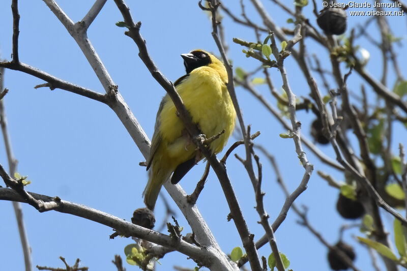 Lesser Masked Weaver