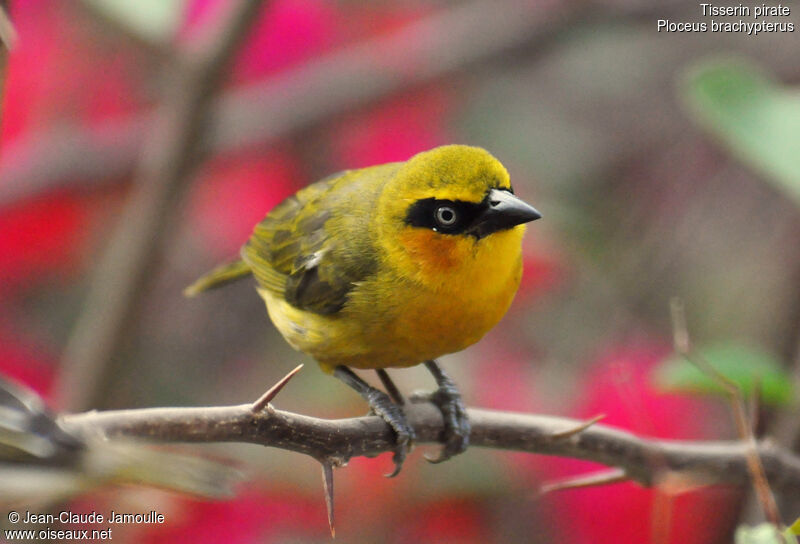 Olive-naped Weaver female, identification