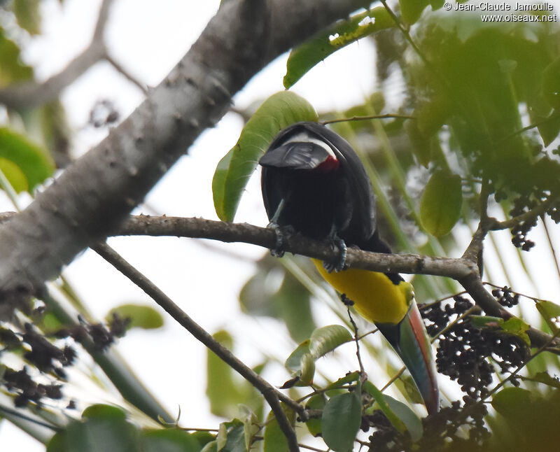 Toucan à carène