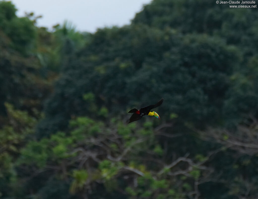 Toucan à carèneadulte, Vol