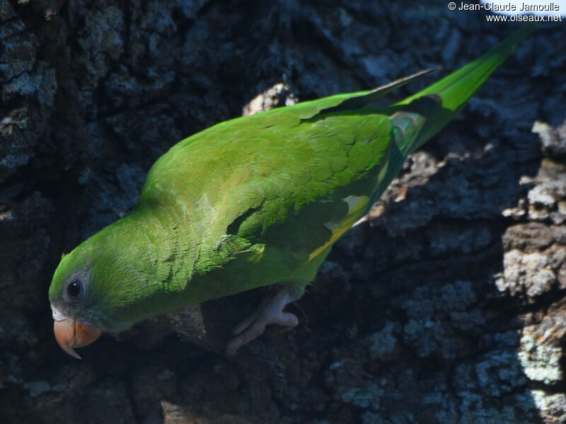 White-winged Parakeet