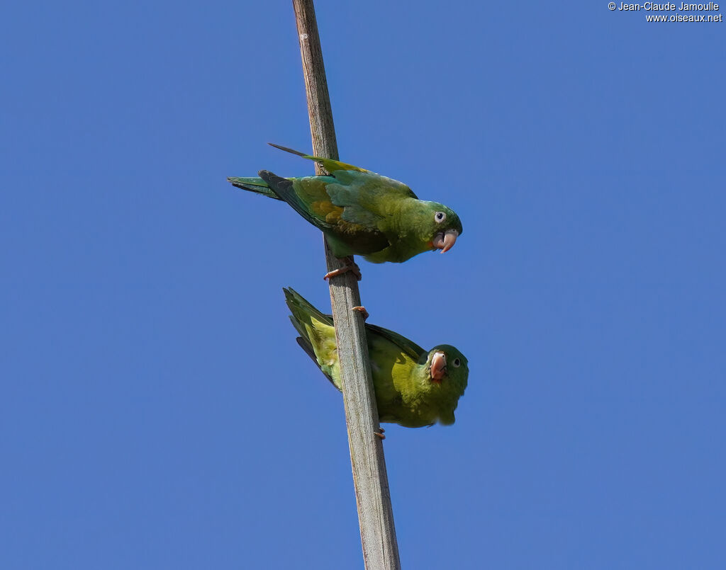 Orange-chinned Parakeetadult