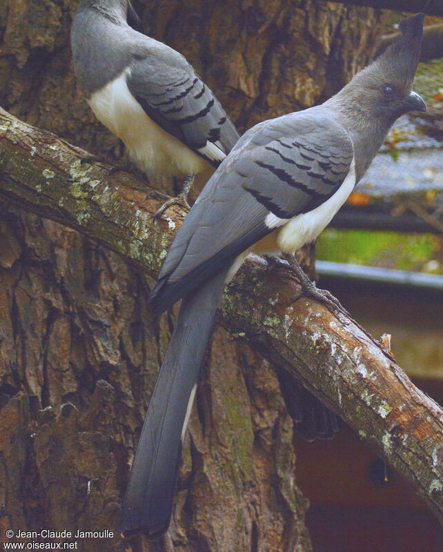 White-bellied Go-away-bird male adult