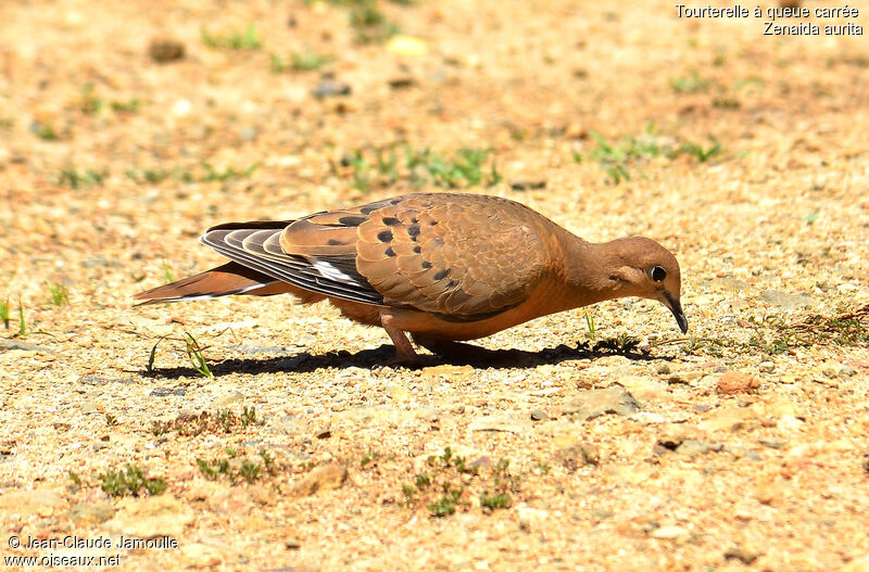 Zenaida Dove, feeding habits, Behaviour