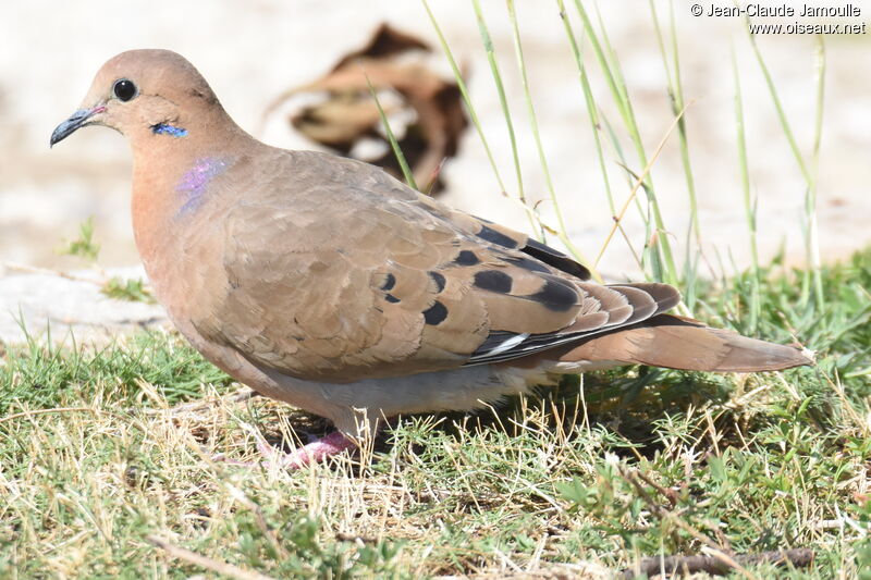 Zenaida Dove