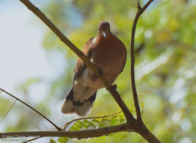 Zenaida Dove