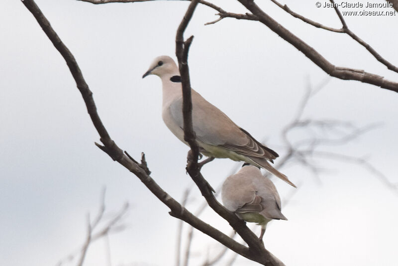 Ring-necked Dove