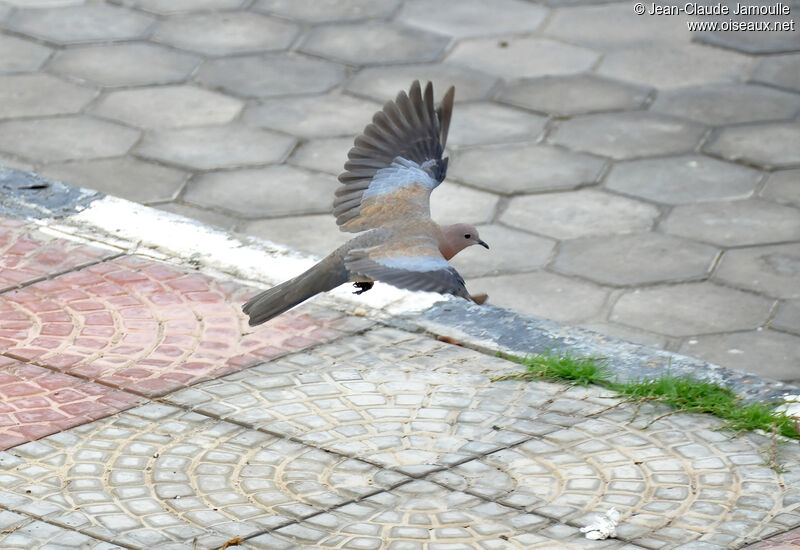 Laughing Doveadult, Flight