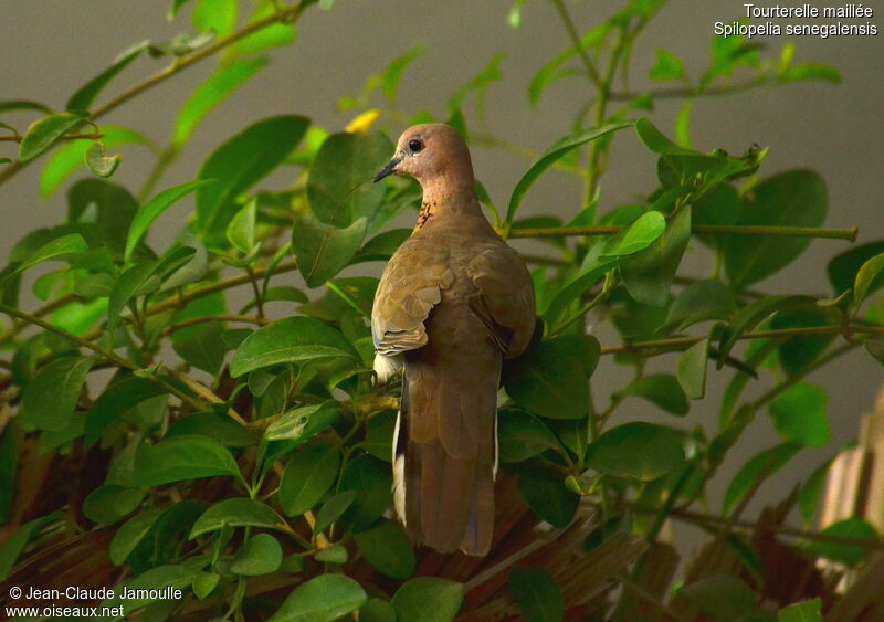 Laughing Dove, Behaviour