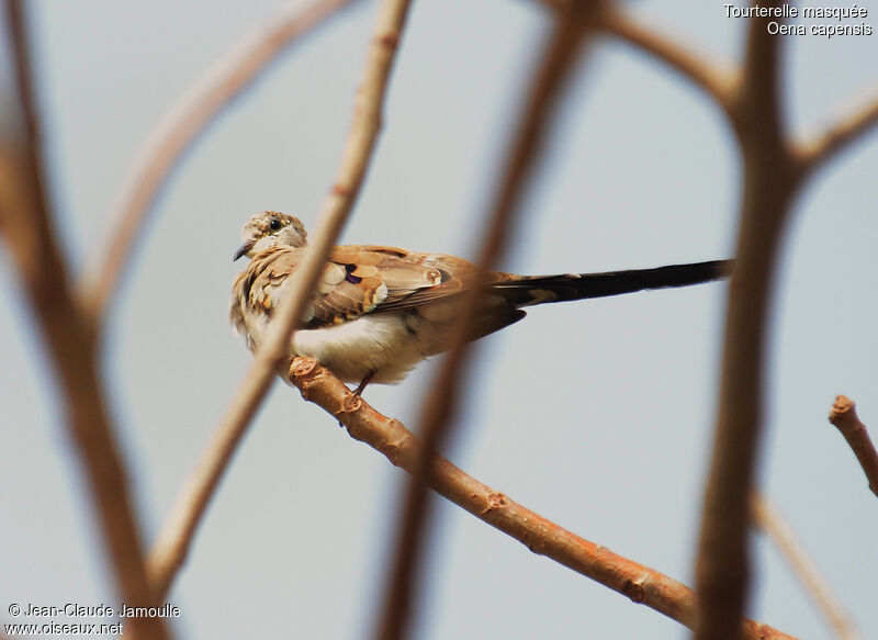 Namaqua Dove female, Behaviour