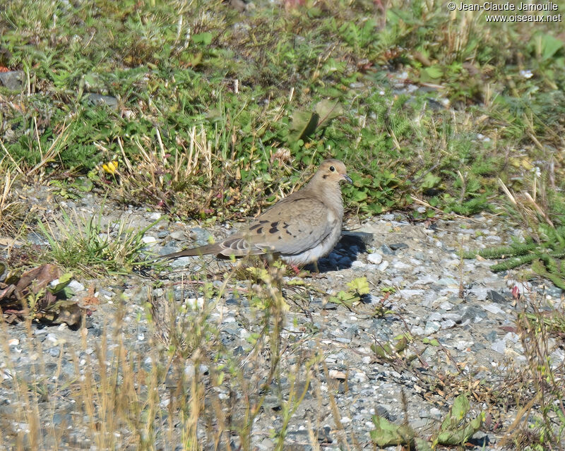 Mourning Doveadult