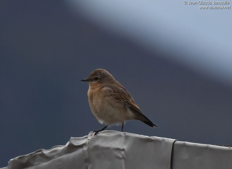 Northern Wheatearadult