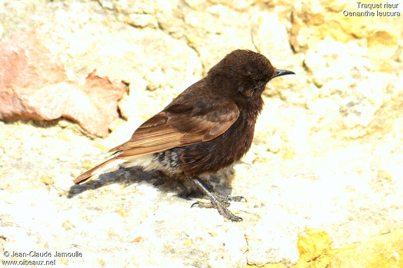 Black Wheatear, Behaviour