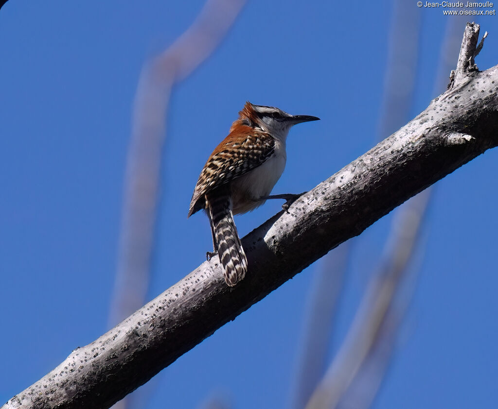 Troglodyte à dos roux