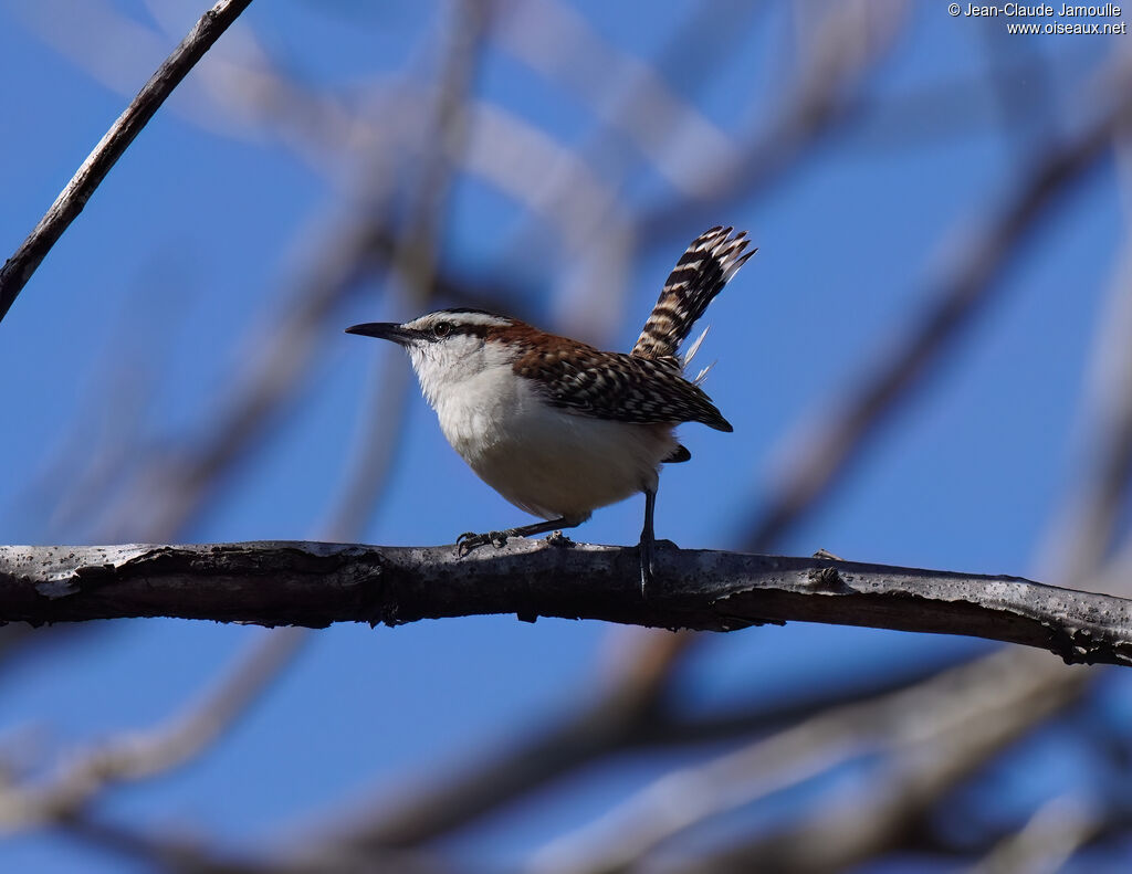 Troglodyte à dos roux