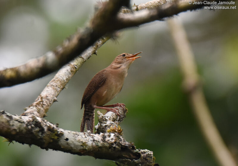 Troglodyte austral