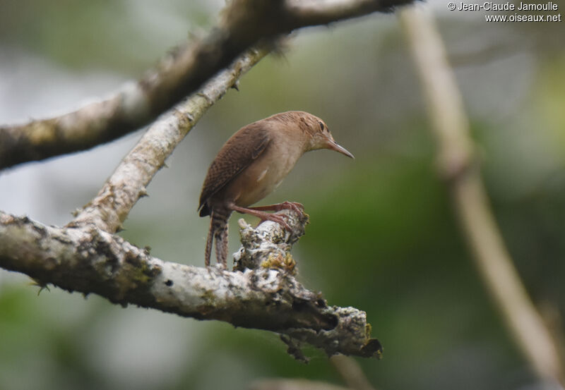 Troglodyte austral